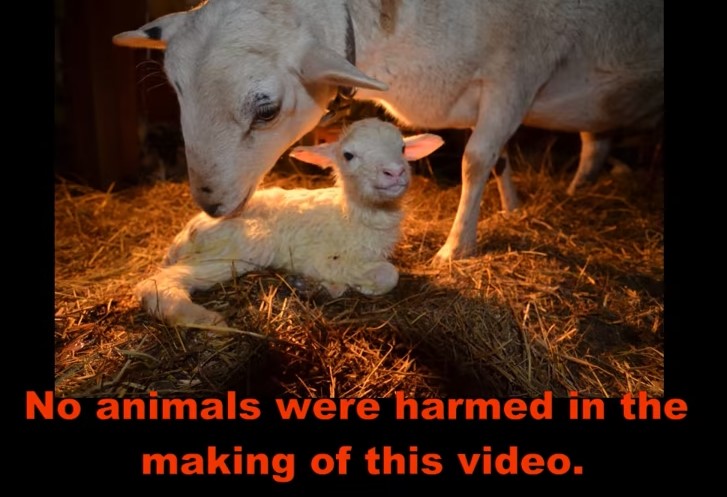 Strangled and Acts 15